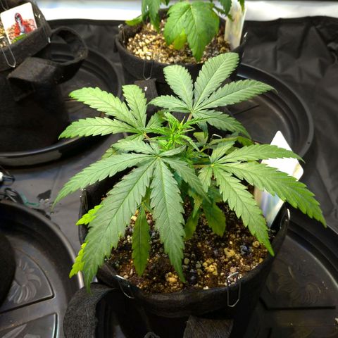 Speedy Chile growlog timeline photo