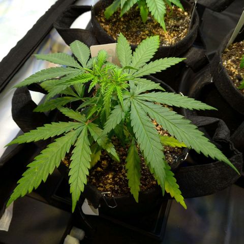 Speedy Chile growlog timeline photo