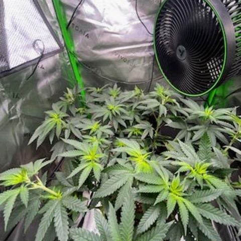 Mother of Berry growlog timeline photo