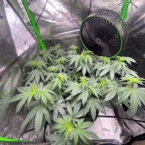 Mother of Berry growlog timeline photo