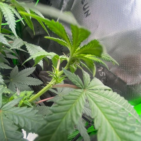 Mother of Berry growlog timeline photo