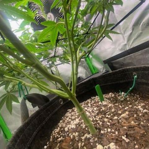 Mother of Berry growlog timeline photo
