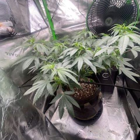 Mother of Berry growlog timeline photo