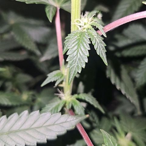 Mother of Berry growlog timeline photo