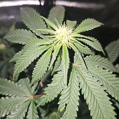 Mother of Berry growlog timeline photo
