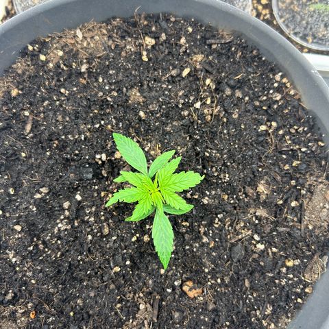 Quick One by Royal Queen Seeds growlog timeline photo