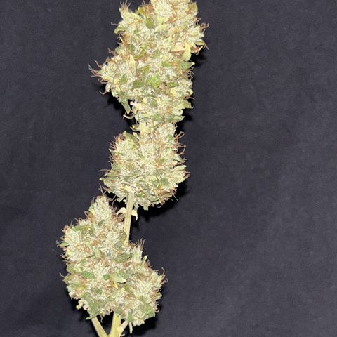 Quick One by Royal Queen Seeds growlog timeline photo