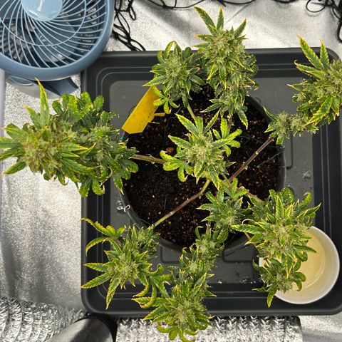 Quick One by Royal Queen Seeds growlog timeline photo