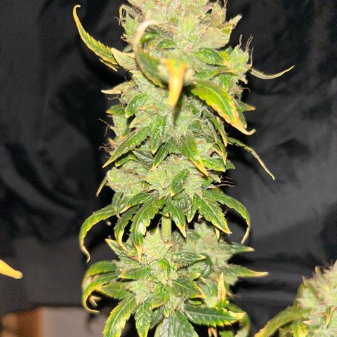 Quick One by Royal Queen Seeds growlog timeline photo