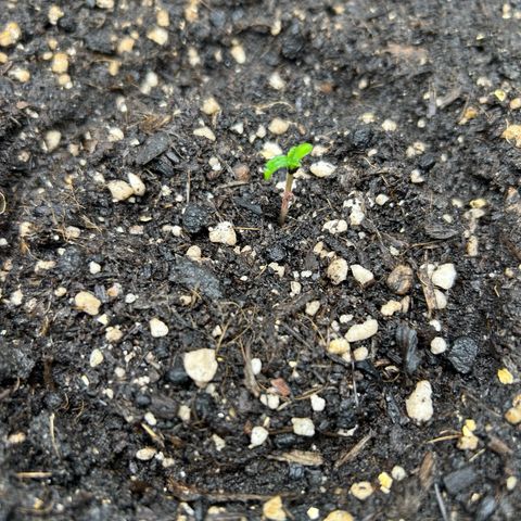 Quick One by Royal Queen Seeds growlog timeline photo