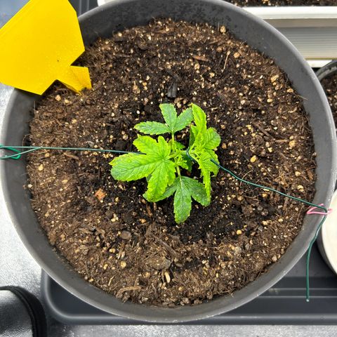 Quick One by Royal Queen Seeds growlog timeline photo
