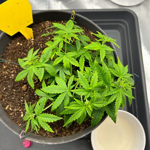 Quick One by Royal Queen Seeds growlog photo: LST