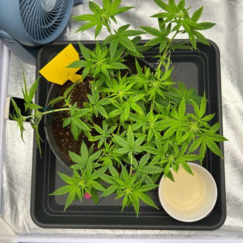 Quick One by Royal Queen Seeds growlog timeline photo