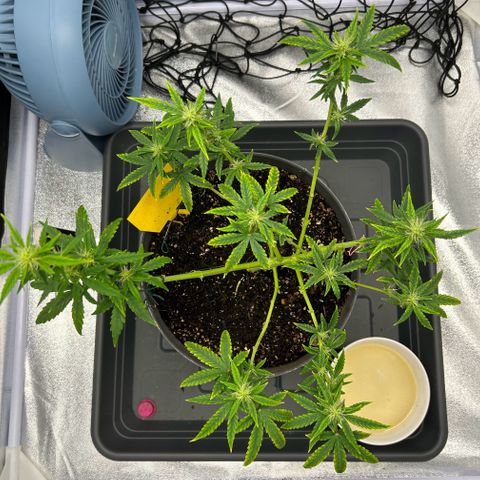 Quick One by Royal Queen Seeds growlog timeline photo