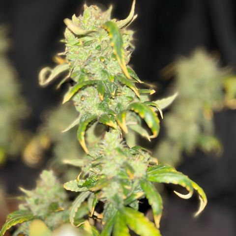 Quick One by Royal Queen Seeds growlog photo: Last bud shots before hanging her to dry