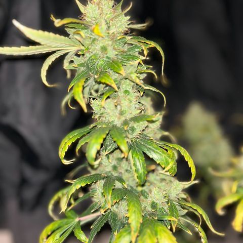 Quick One by Royal Queen Seeds growlog photo: Last bud shots before hanging her to dry