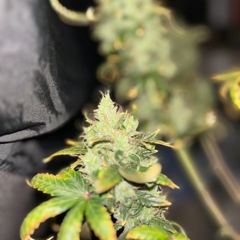 Quick One by Royal Queen Seeds growlog photo: Last bud shots before hanging her to dry