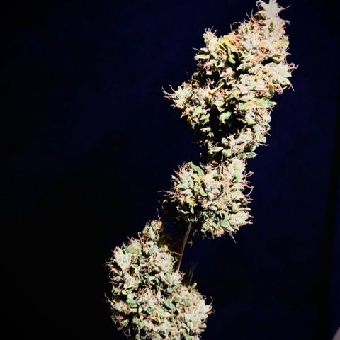 Quick One by Royal Queen Seeds growlog timeline photo