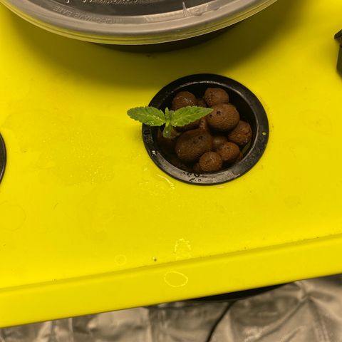 Granddaddy Purple  growlog timeline photo