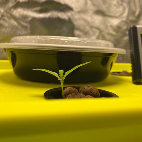 Granddaddy Purple  growlog photo: Growth is starting to be really noticeable 