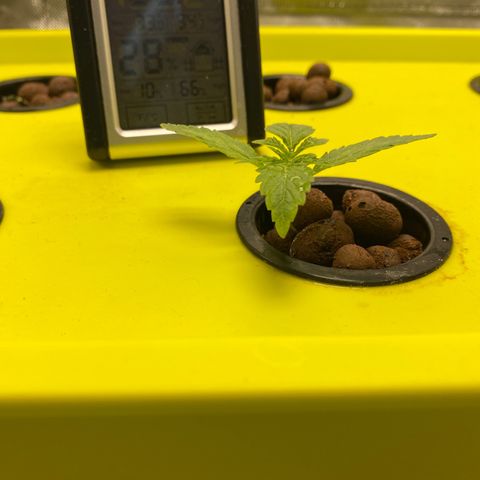 Granddaddy Purple  growlog photo: Growth is amazing all around