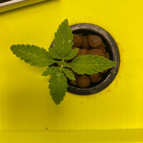 Granddaddy Purple  growlog photo: Growth is amazing all around