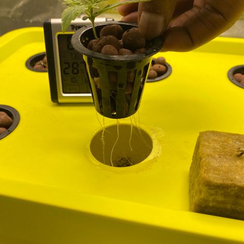 Granddaddy Purple  growlog timeline photo