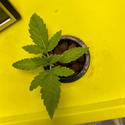Granddaddy Purple  growlog timeline photo