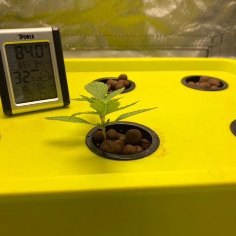 Granddaddy Purple  growlog timeline photo