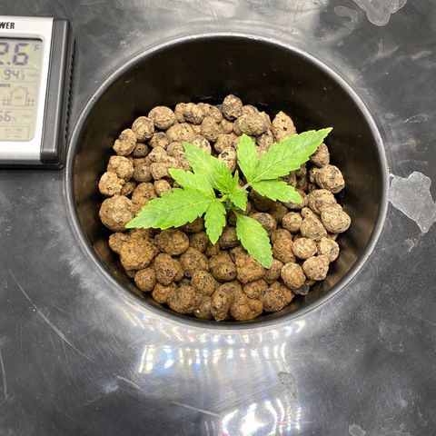 Granddaddy Purple  growlog photo: Changed my setting to DWC