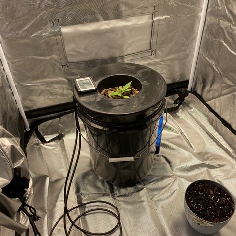 Granddaddy Purple  growlog timeline photo