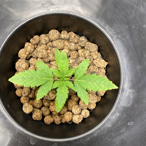 Granddaddy Purple  growlog timeline photo