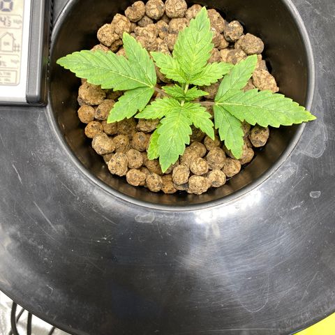 Granddaddy Purple  growlog timeline photo