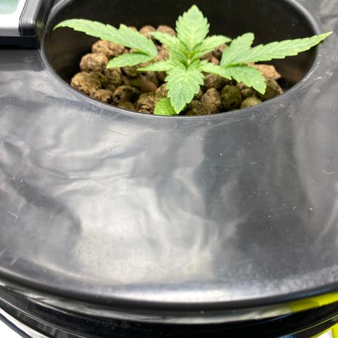 Granddaddy Purple  growlog timeline photo