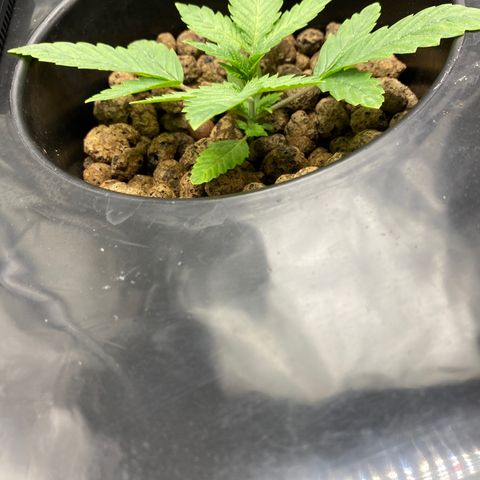 Granddaddy Purple  growlog timeline photo