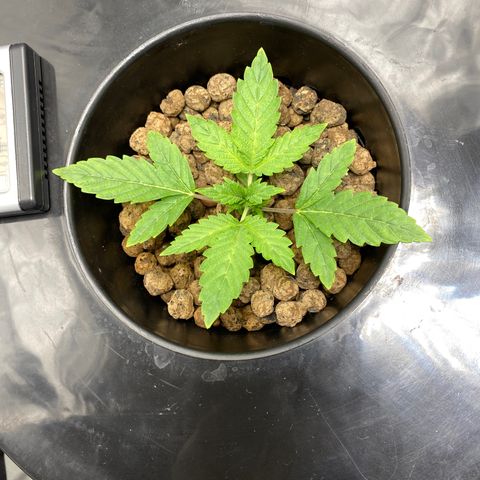 Granddaddy Purple  growlog timeline photo
