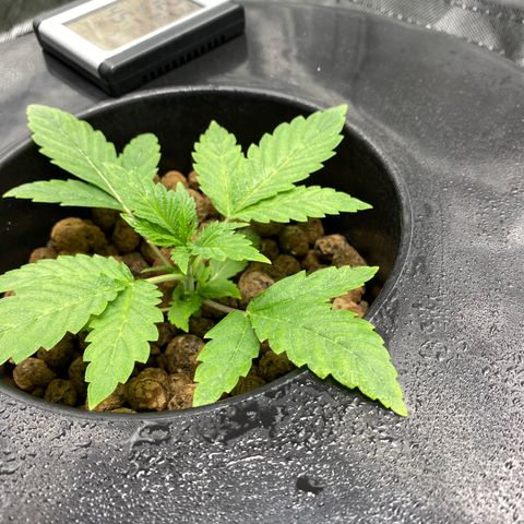 Granddaddy Purple  growlog timeline photo