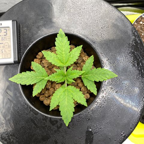 Granddaddy Purple  growlog timeline photo
