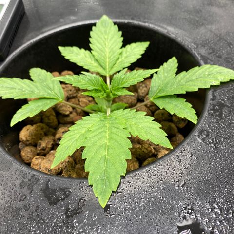 Granddaddy Purple  growlog timeline photo