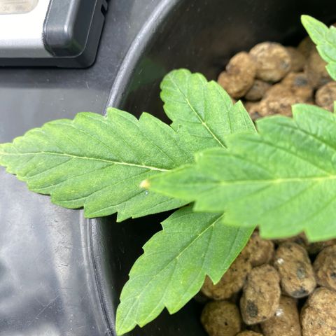 Granddaddy Purple  growlog timeline photo