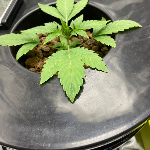 Granddaddy Purple  growlog photo: I had to dilute my water I started noticing a little nutrient burn