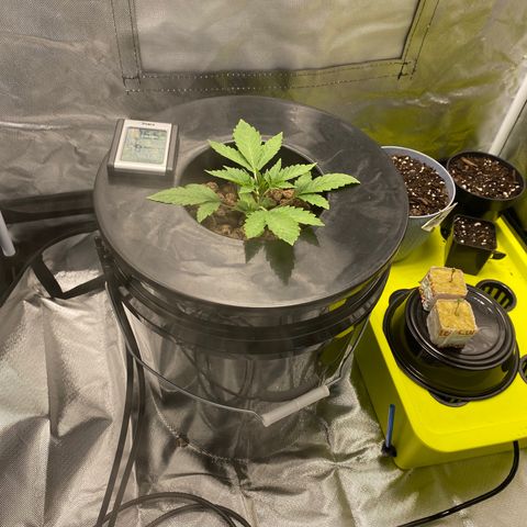 Granddaddy Purple  growlog photo: I had to dilute my water I started noticing a little nutrient burn