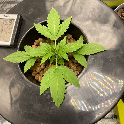 Granddaddy Purple  growlog photo: I had to dilute my water I started noticing a little nutrient burn
