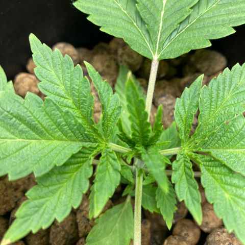 Granddaddy Purple  growlog timeline photo