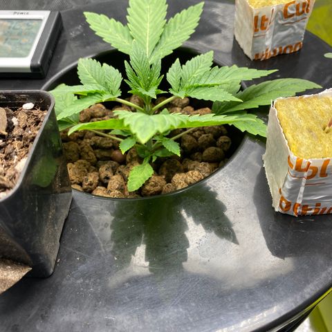 Granddaddy Purple  growlog photo: Changed out her nutrients and gave her some fresh water!!