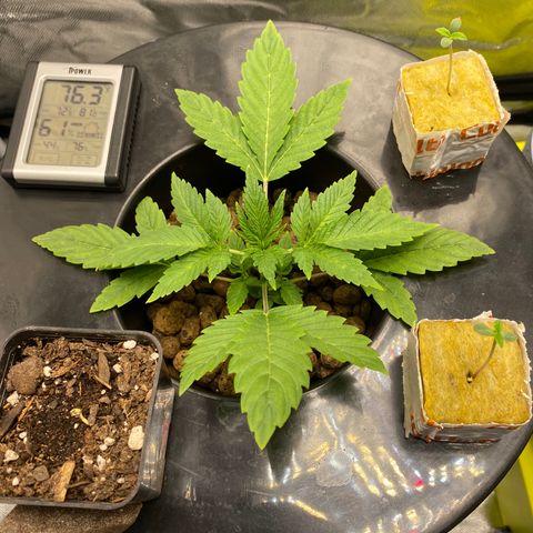 Granddaddy Purple  growlog timeline photo
