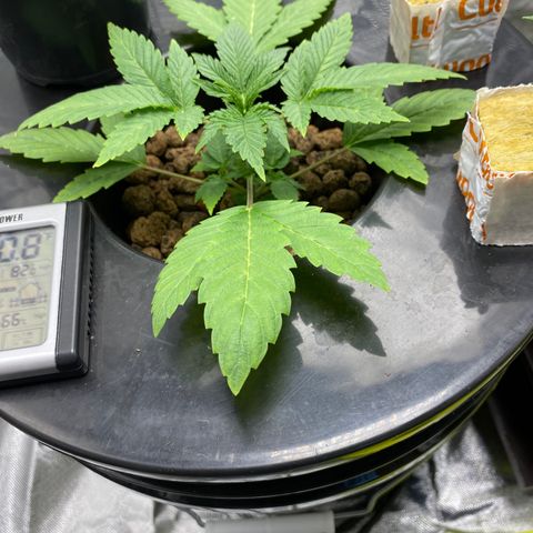Granddaddy Purple  growlog timeline photo