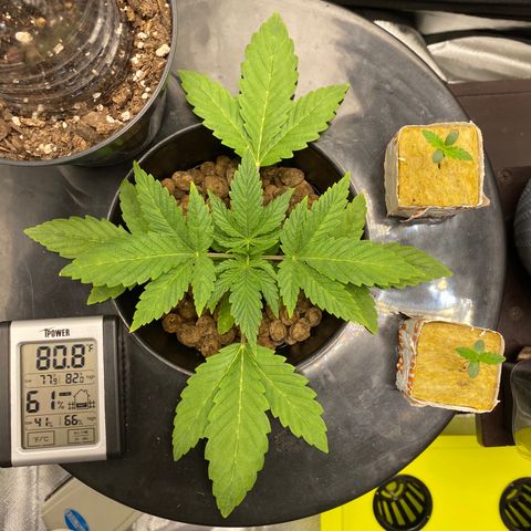 Granddaddy Purple  growlog timeline photo