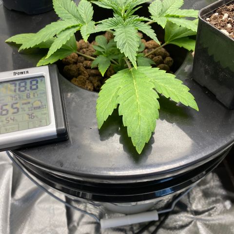 Granddaddy Purple  growlog photo: Loving the daily vegetation!!
