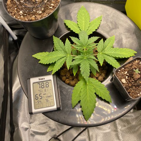 Granddaddy Purple  growlog photo: Loving the daily vegetation!!
